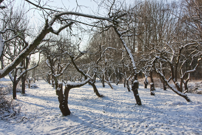 844981 Gezicht op de besneeuwde appelboomgaard aan de 1e Polderweg bij Fort de Klop te Utrecht.